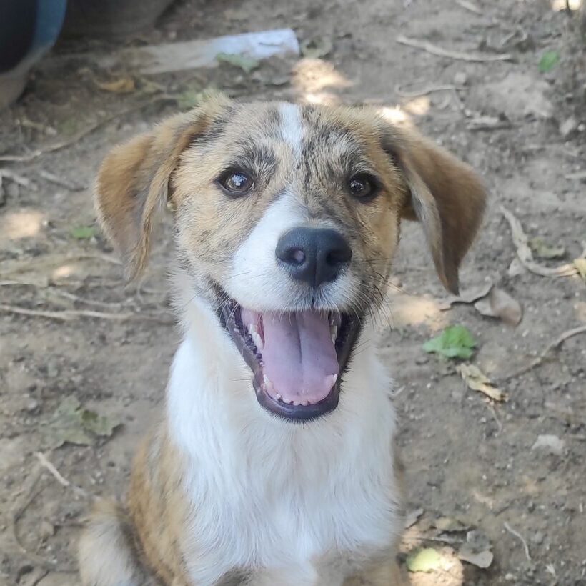 Bowie