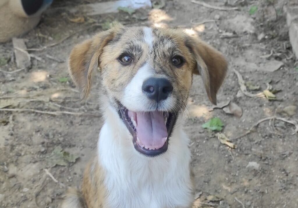 Bowie
