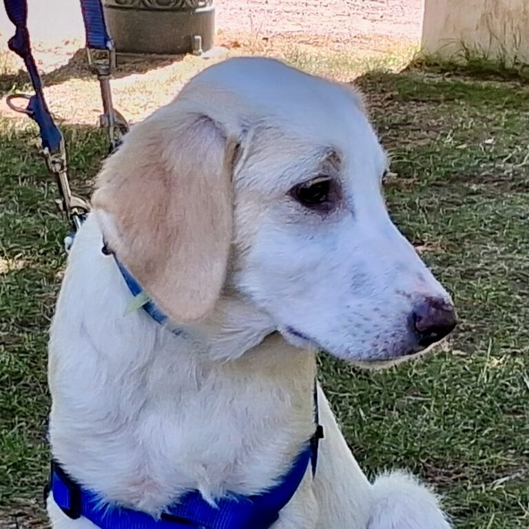 Sugar junior