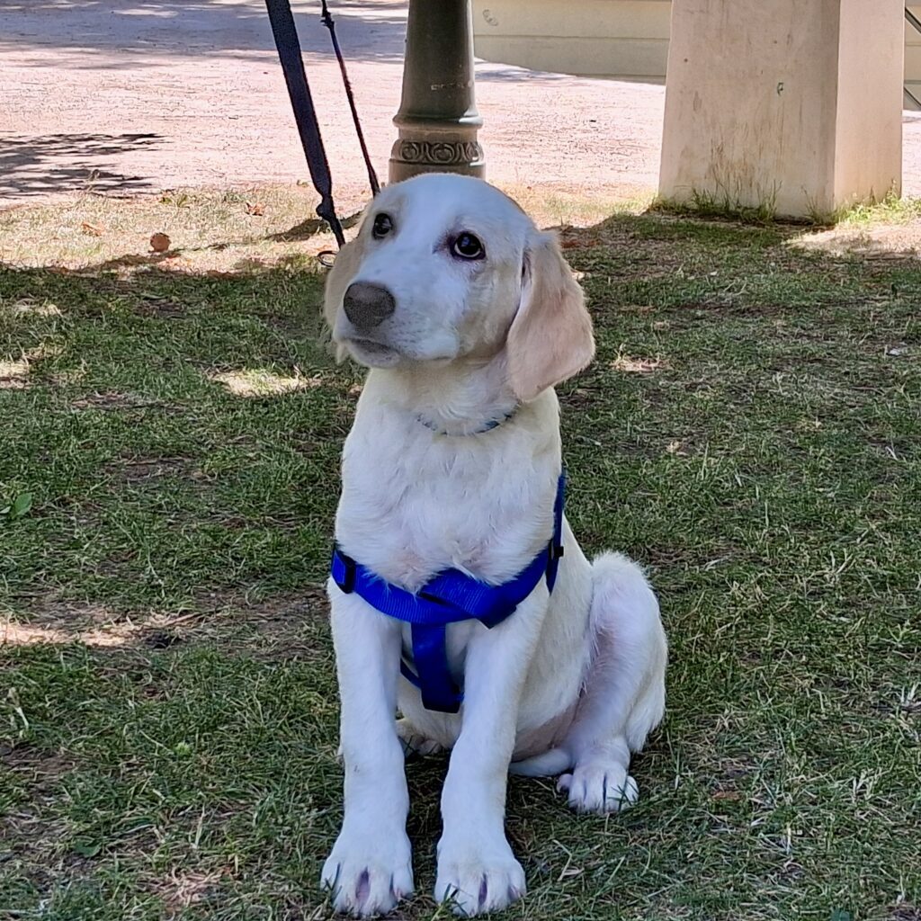 Zaza