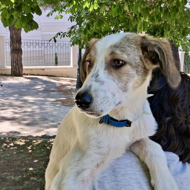 Bowie