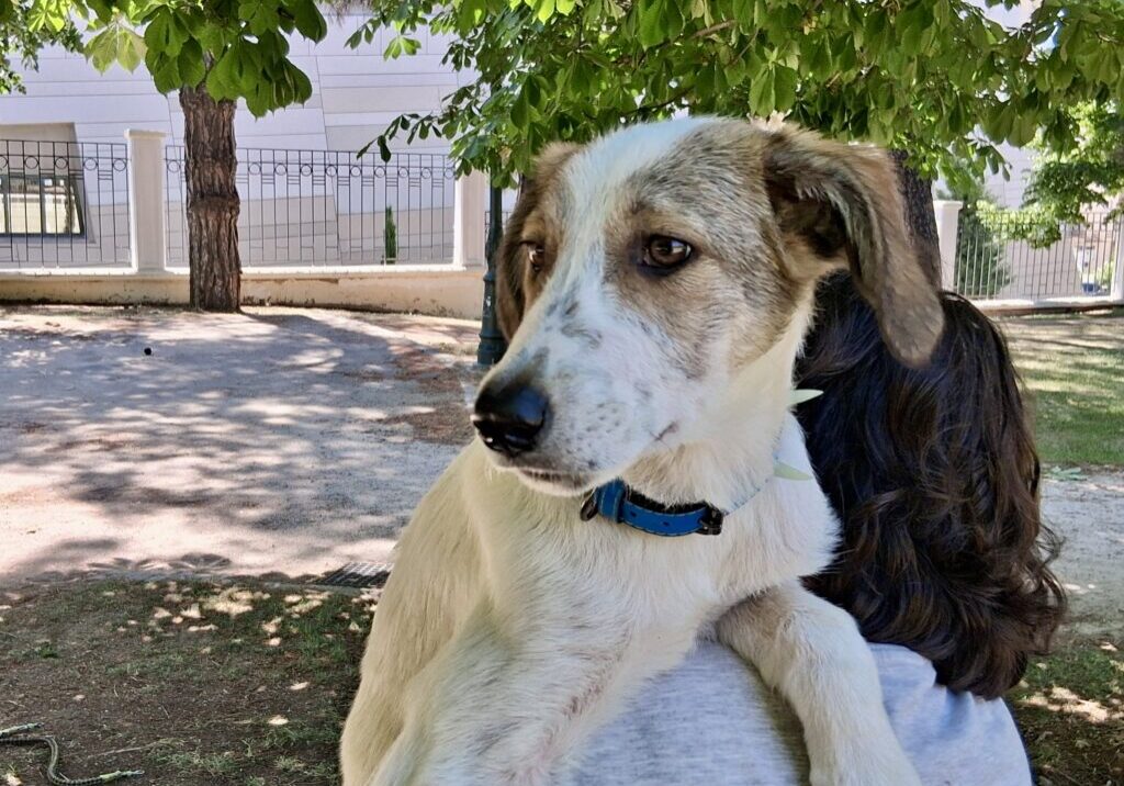 Bowie