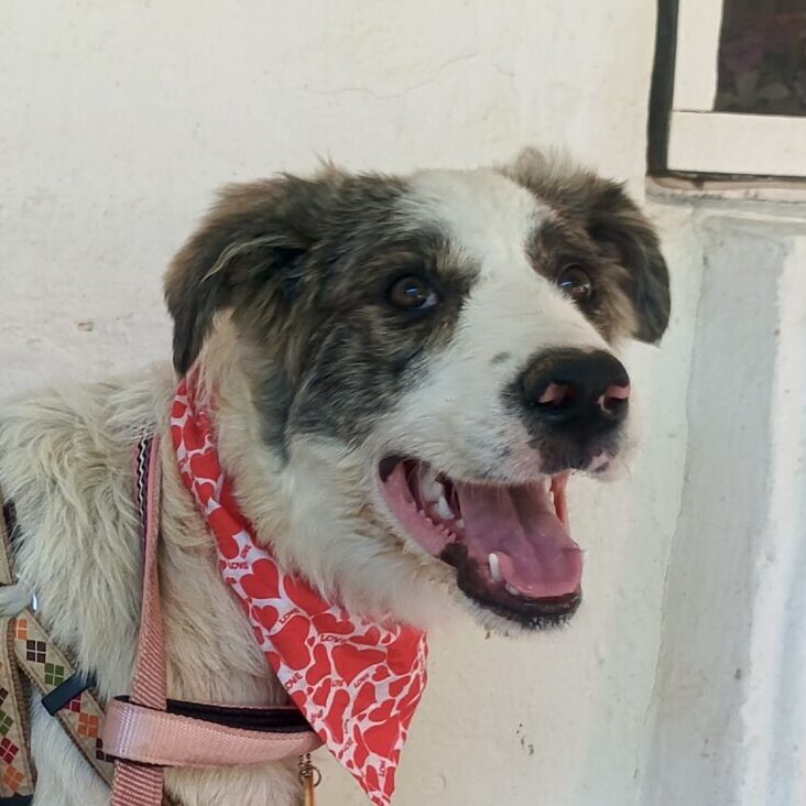 Hera