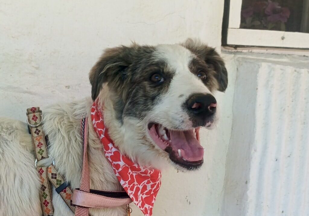Hera