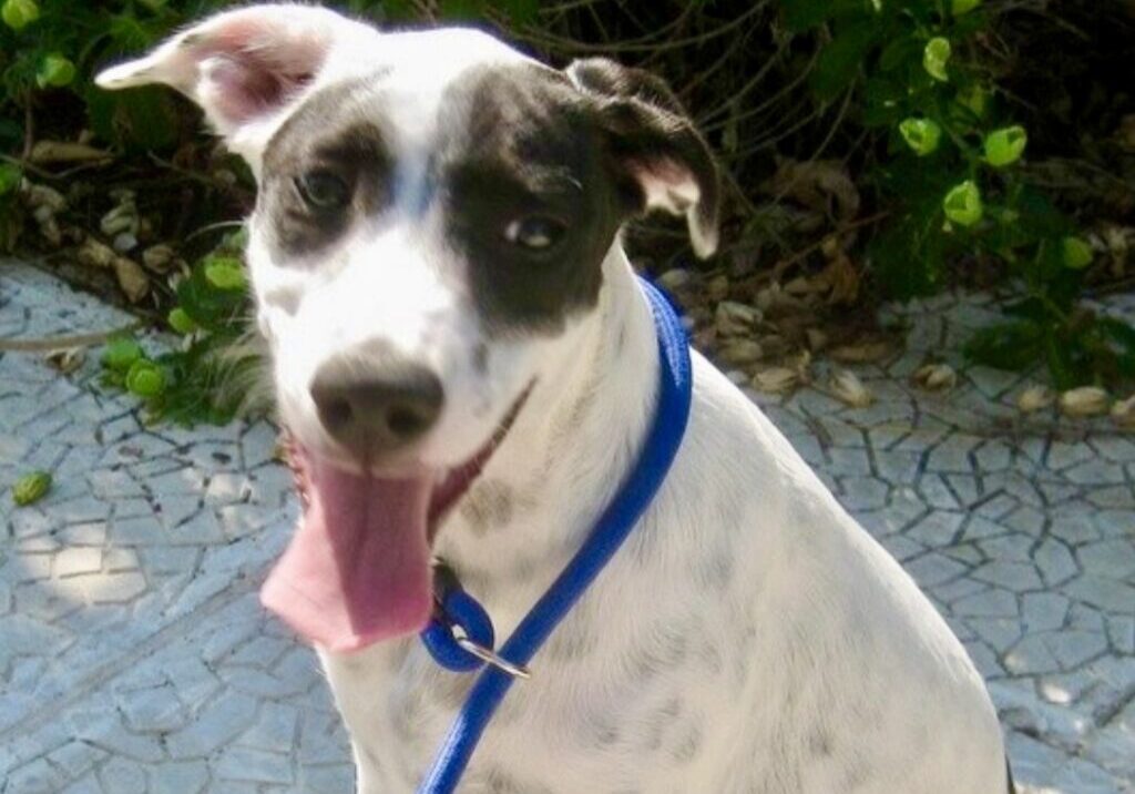 Lewi
