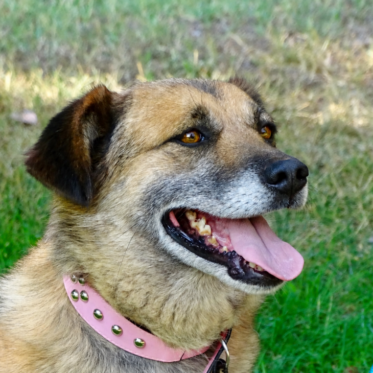 Nala