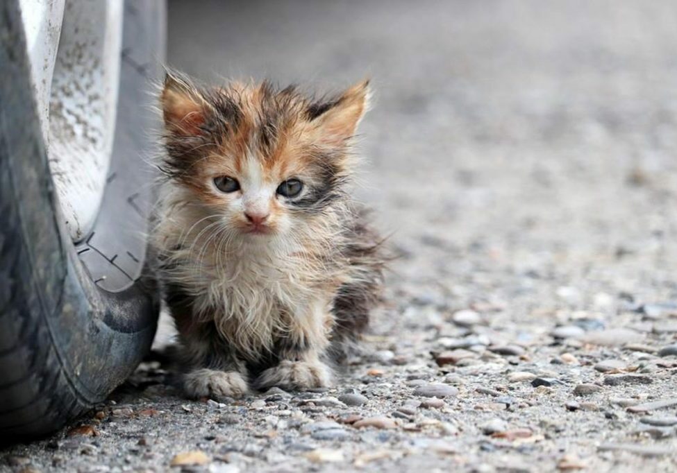 Kitten foto bij Nieuws sterilisatie actie