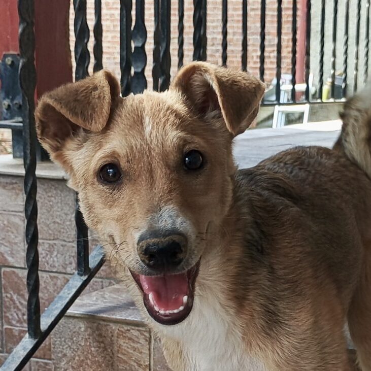 Maya